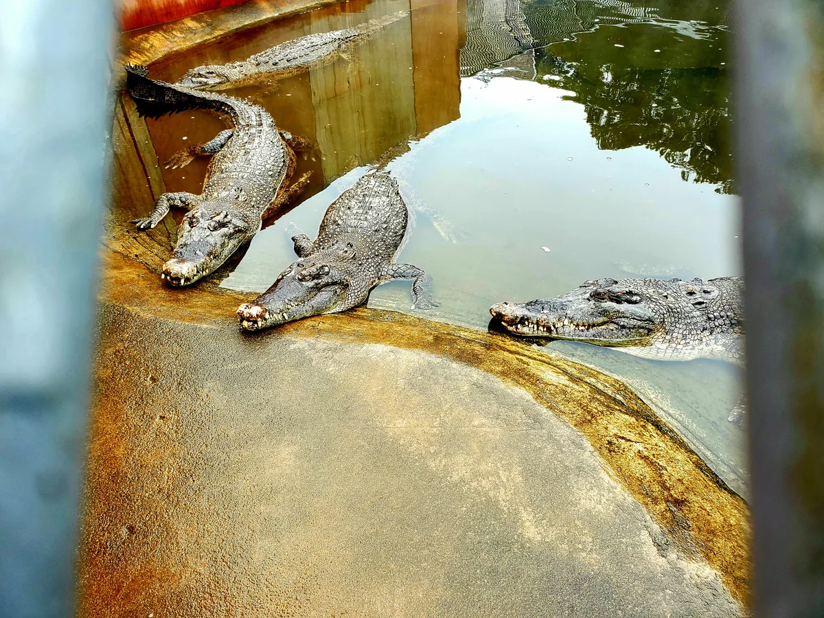 投稿写真：ワニ3兄弟隠し撮り風