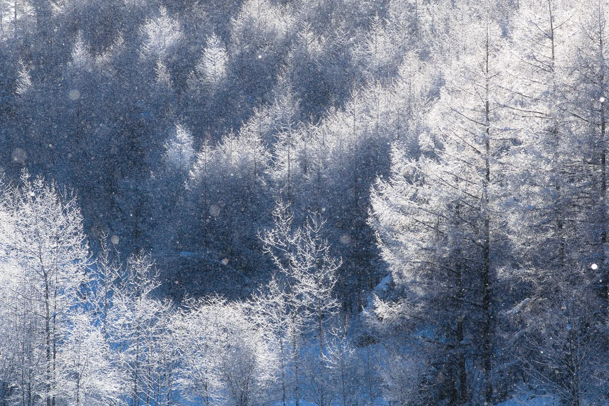 投稿写真：寒い日の贈り物