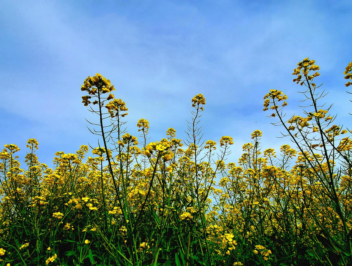 投稿写真：菜の花畑