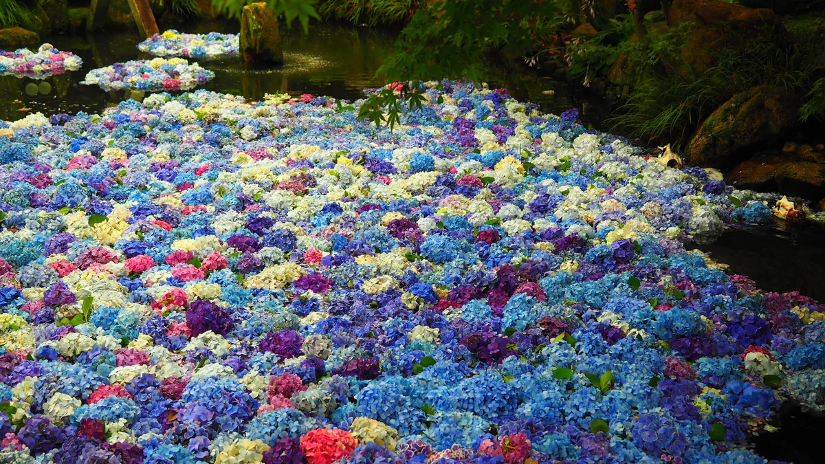 投稿写真：雨引観音　紫陽花の池