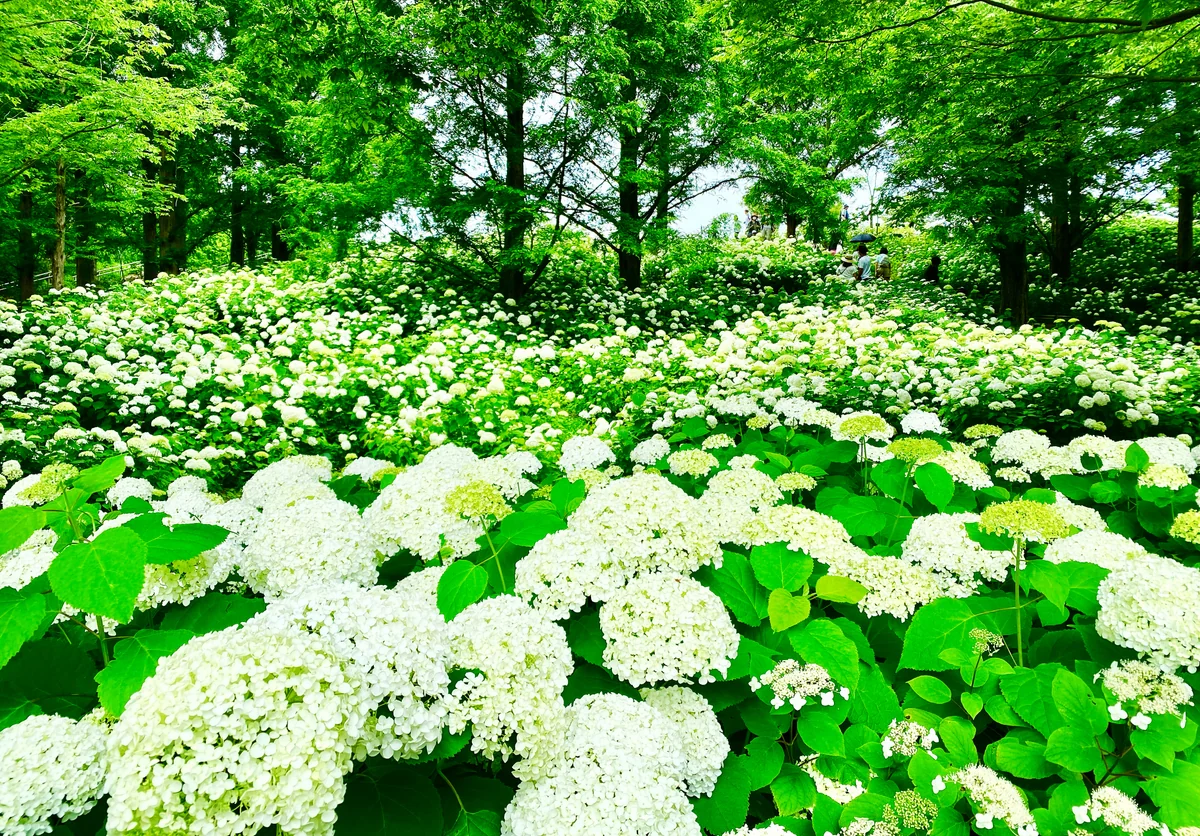 投稿写真：圧巻の白い森❣️アナベルの丘