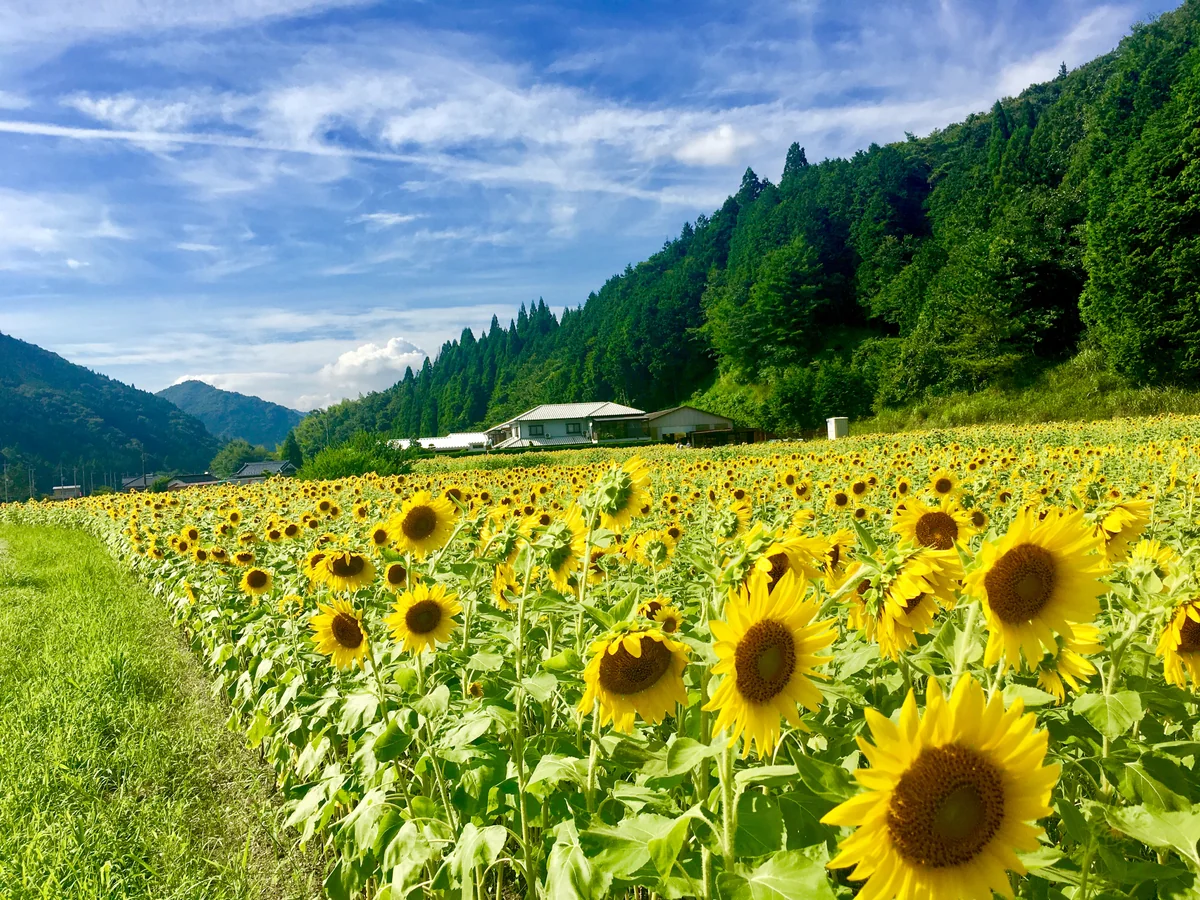 投稿写真：ひまわり畑