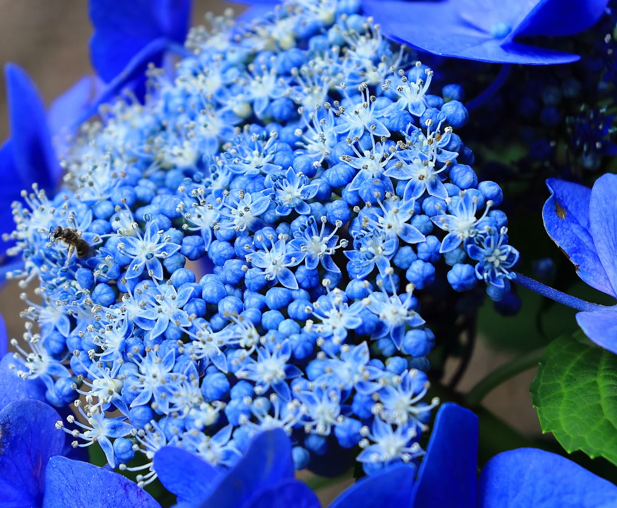投稿写真：青い紫陽花