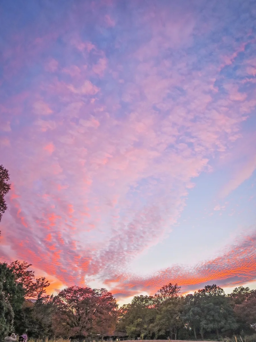 投稿写真：ピンクに染まった夕焼け雲