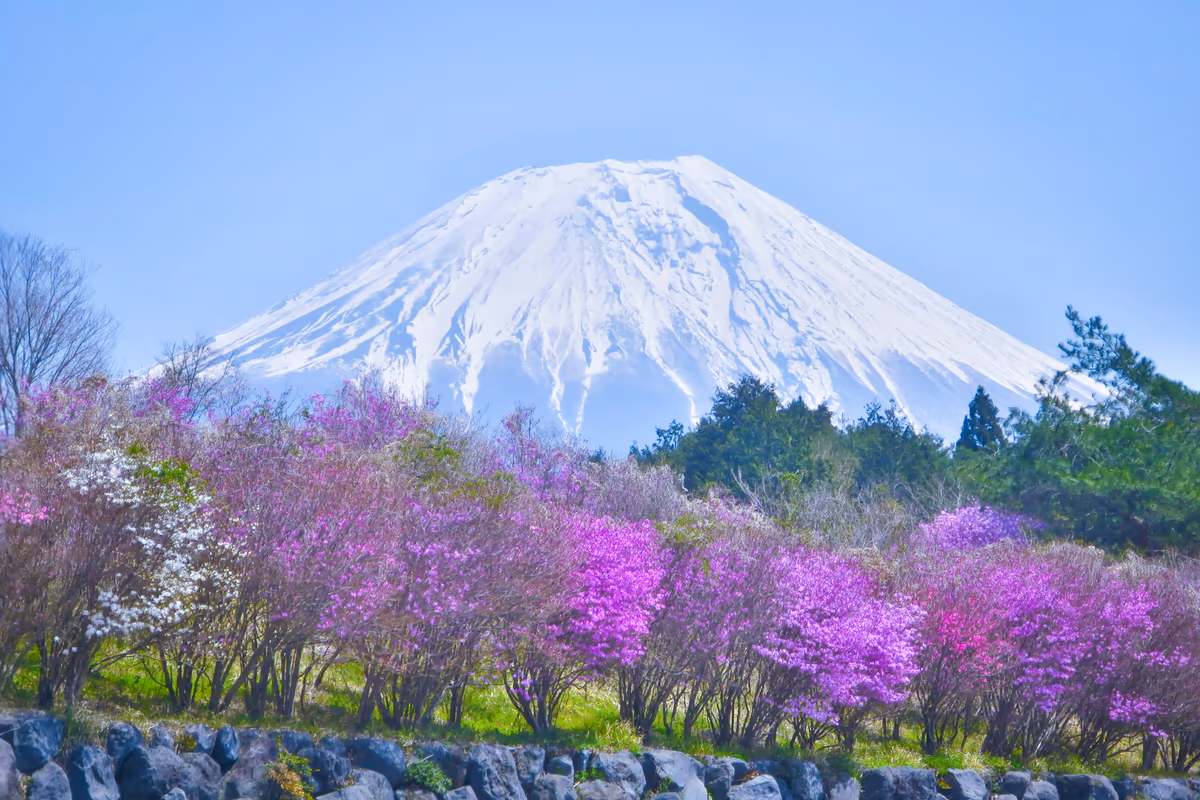 投稿写真：ミツバツツジと富士山