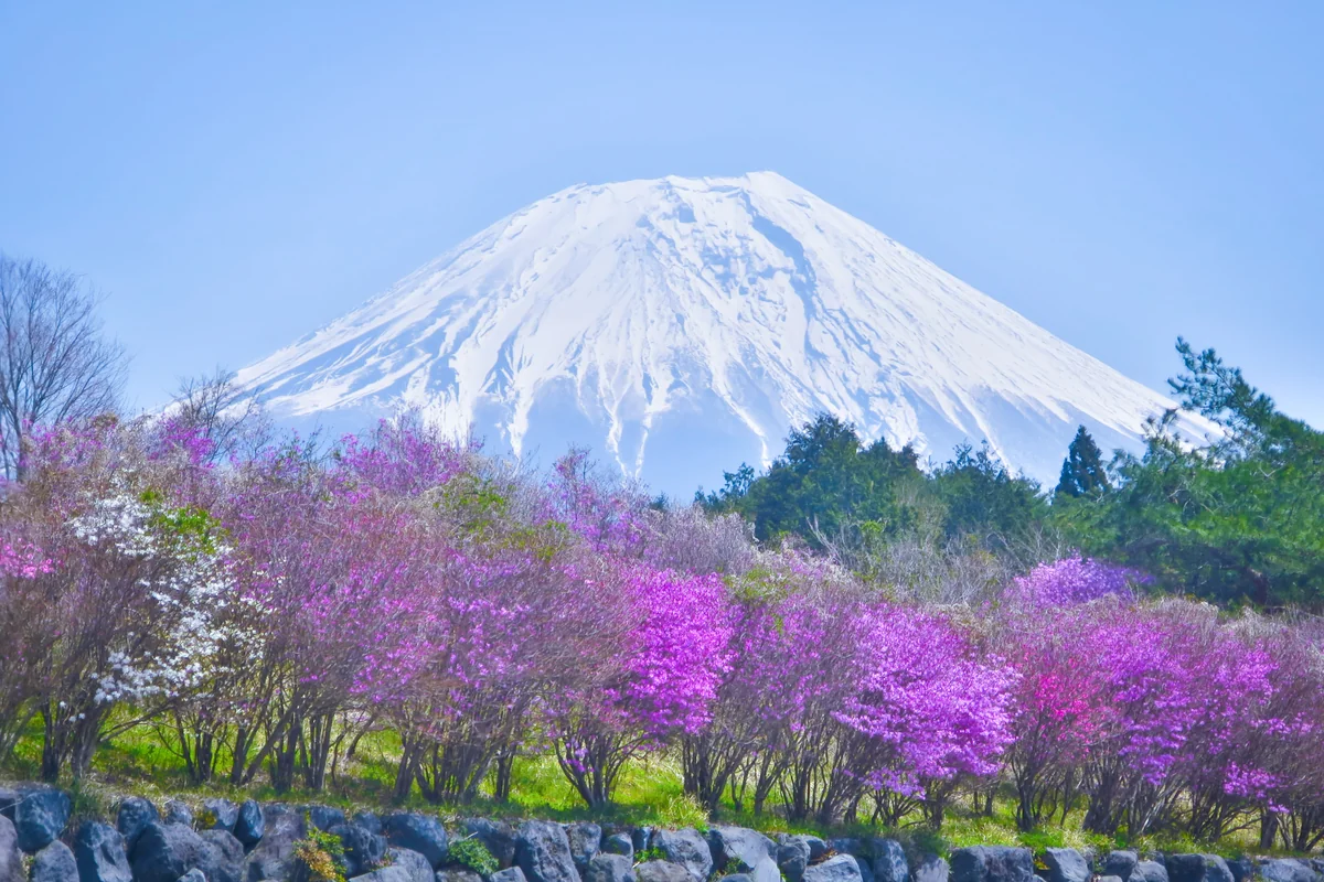 投稿写真：ミツバツツジと富士山