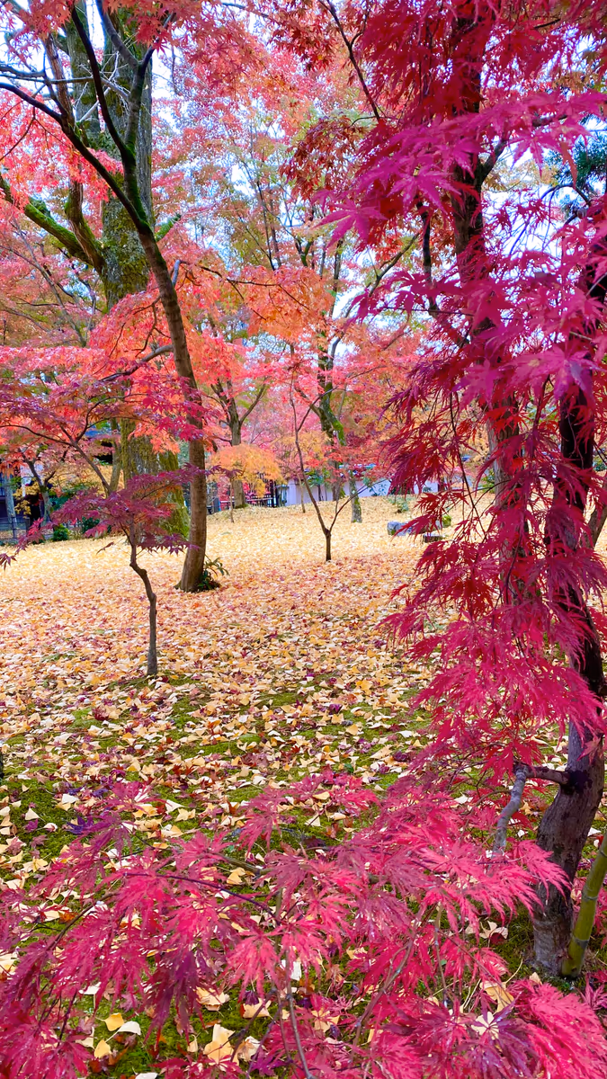 K Satine Jpさんの投稿写真
