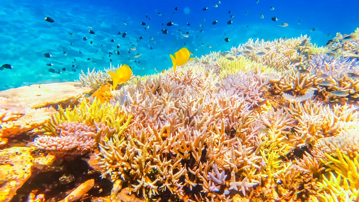 投稿写真：金色の森