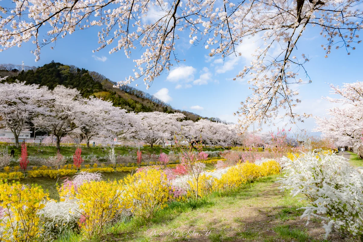 投稿写真：千紫万紅