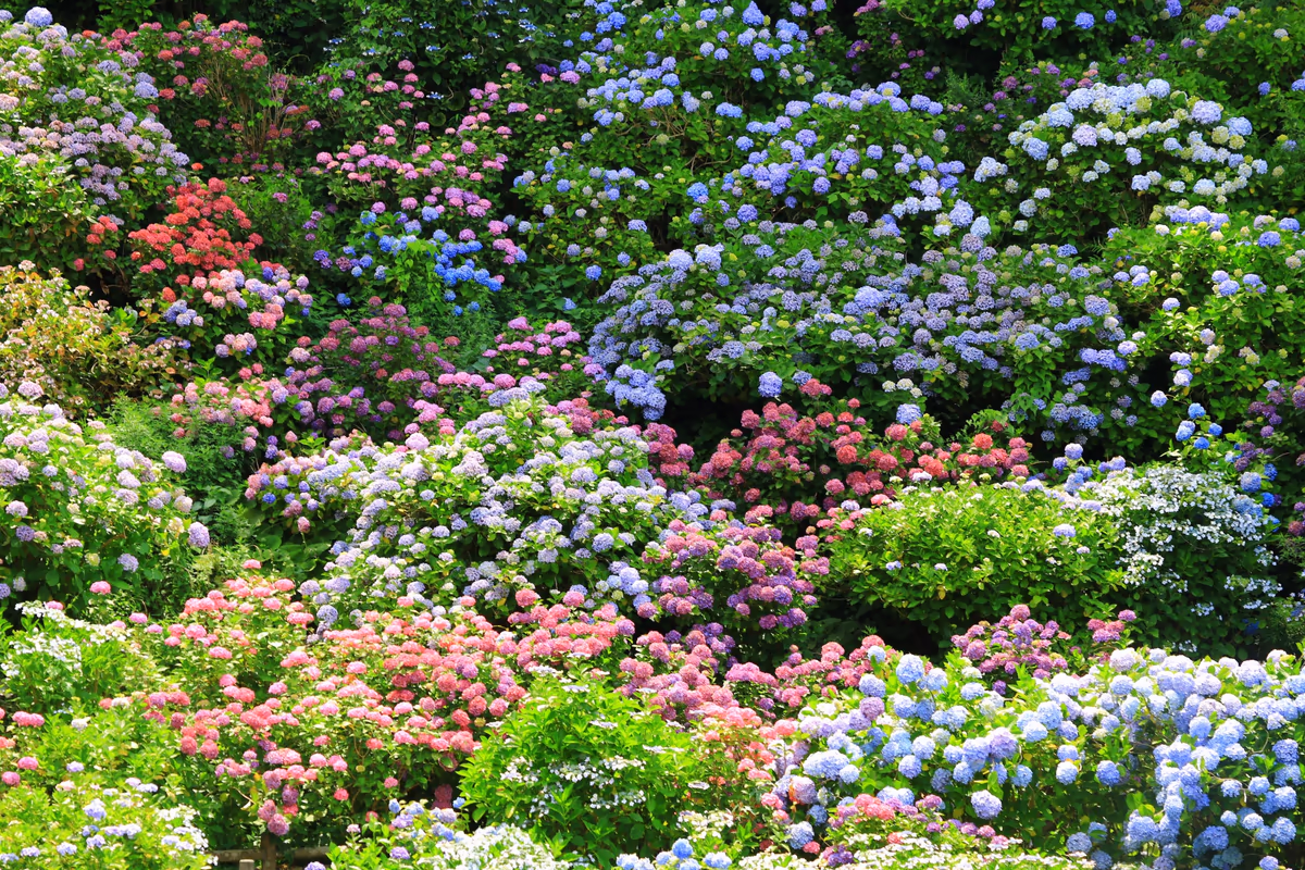 投稿写真：下田公園における紫陽花の乱舞