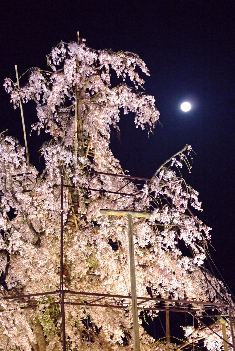 投稿写真：月も観桜
