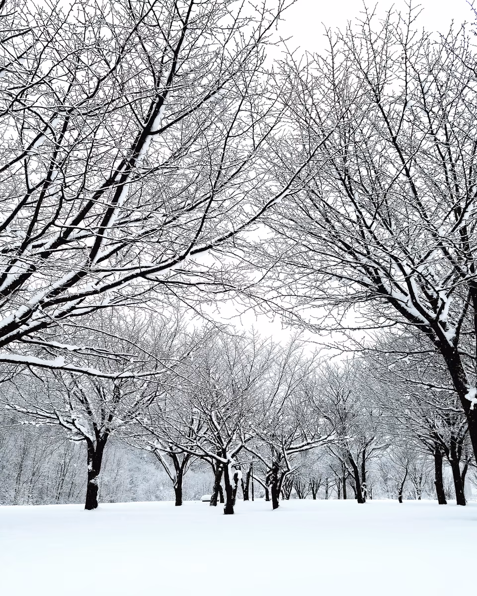 投稿写真：雪の八幡平