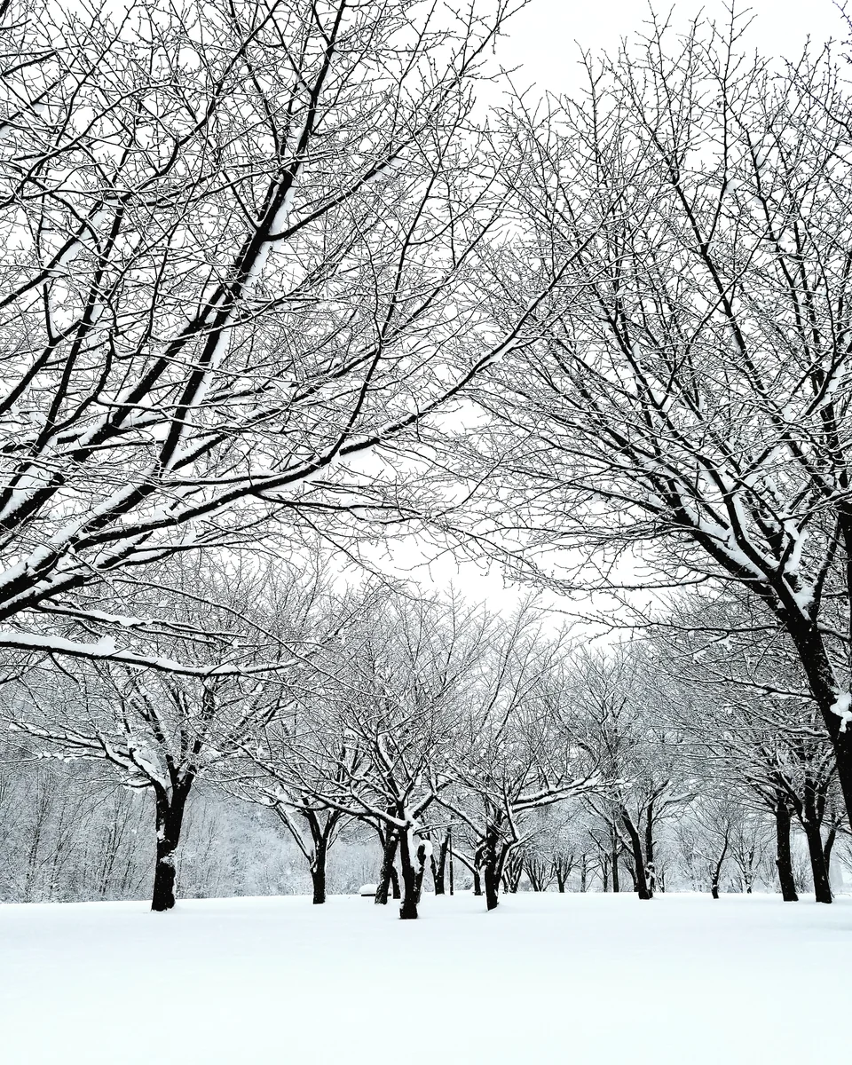 投稿写真：雪の八幡平
