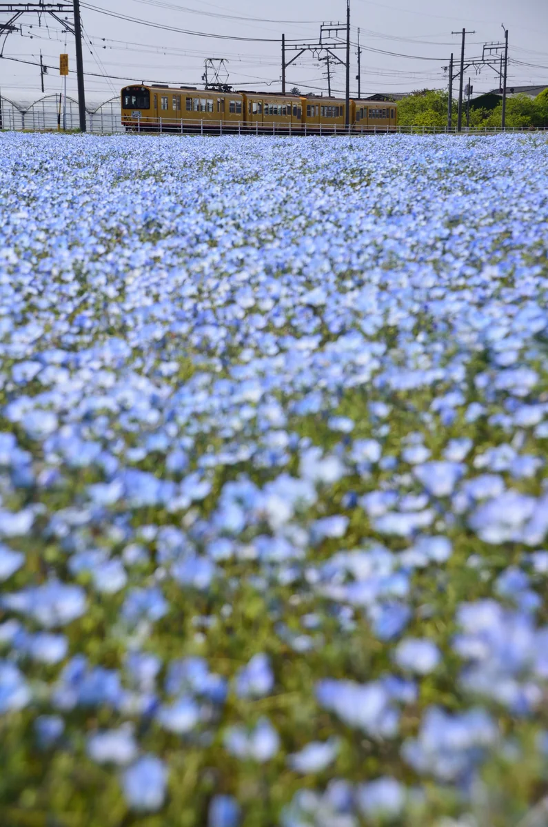 投稿写真：ネモフィラとおもちゃ電車