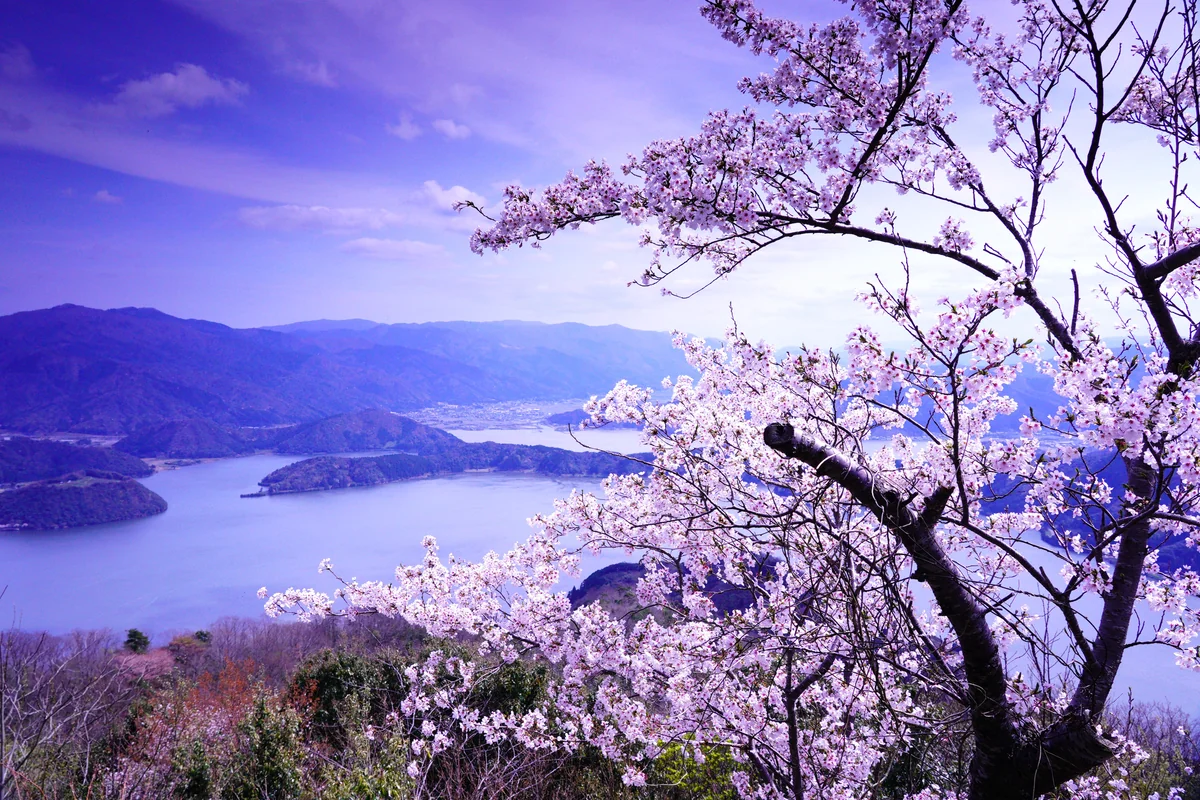 投稿写真：三方五湖の桜