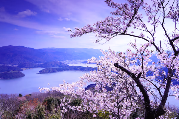 投稿：三方五湖の桜