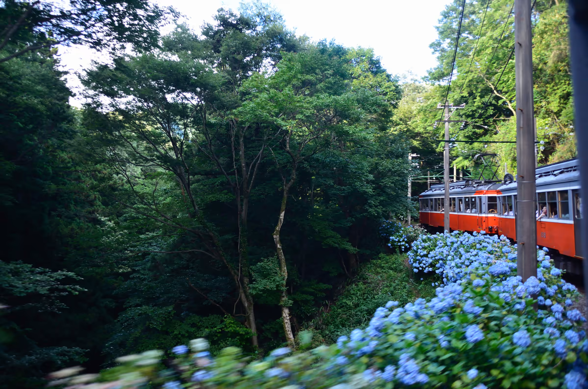 投稿写真：紫陽花鉄道