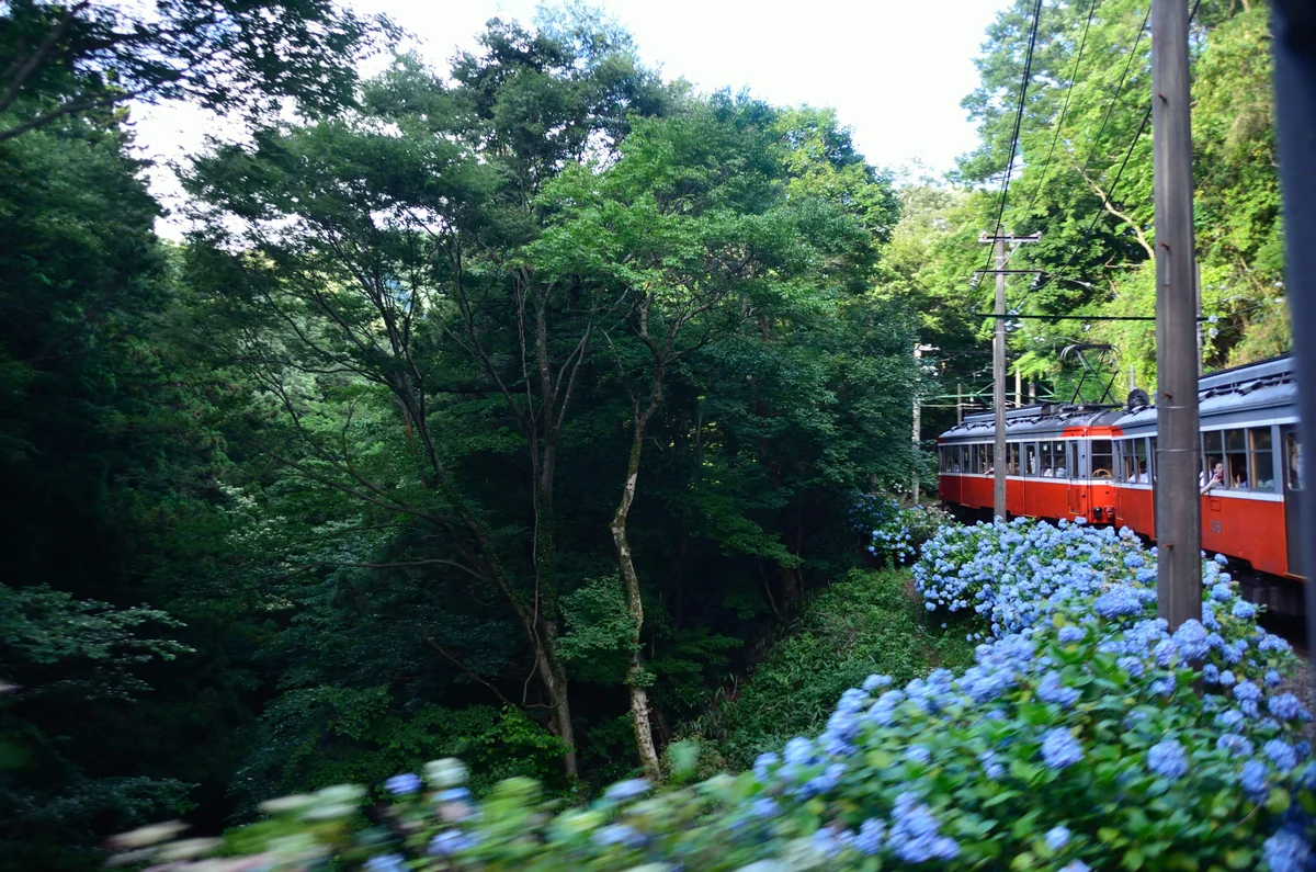 投稿写真：紫陽花鉄道