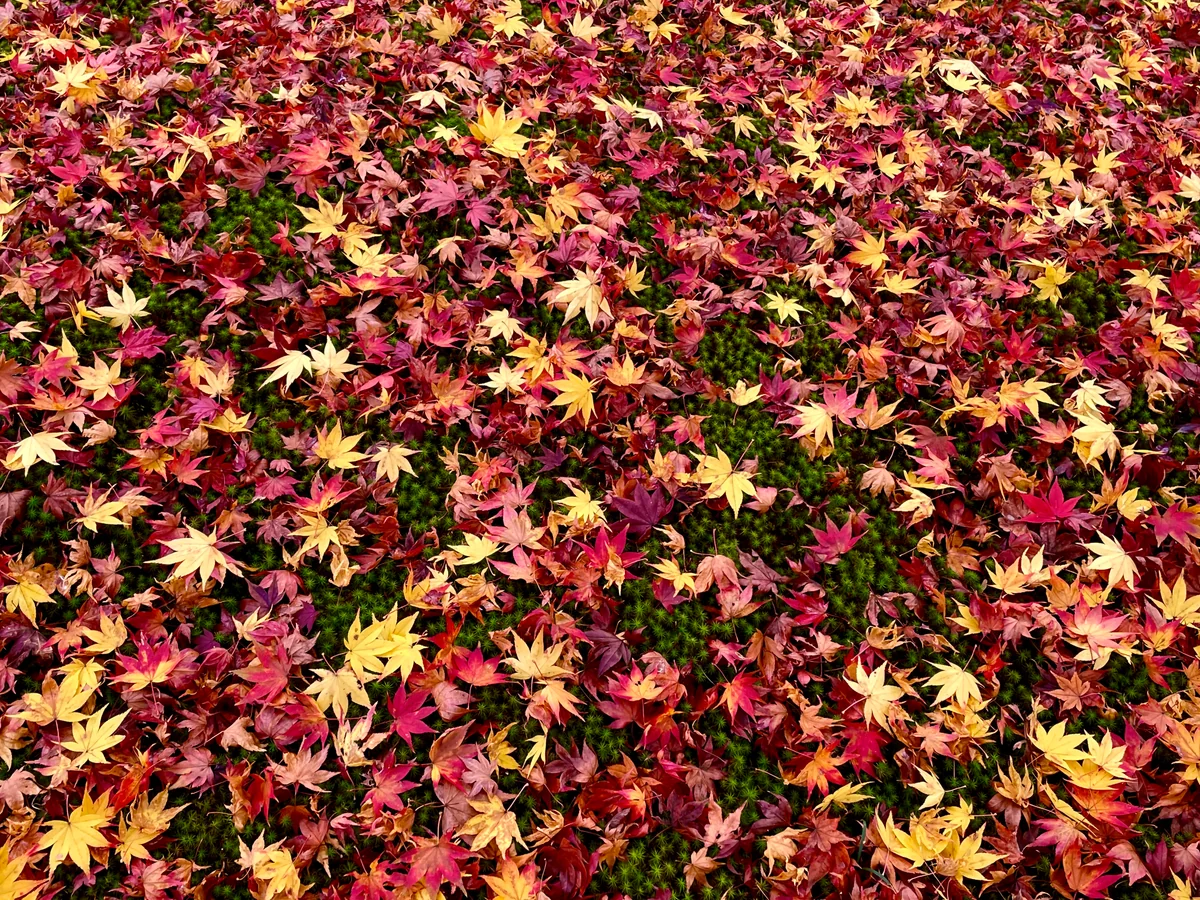 投稿写真：宝筐院にて