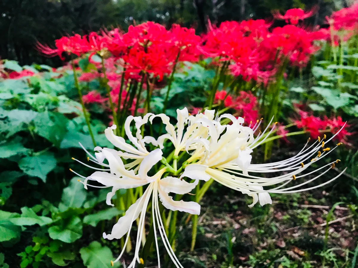 投稿写真：白と紅が寄り添って