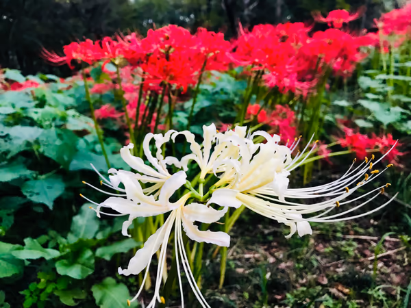 投稿：白と紅が寄り添って