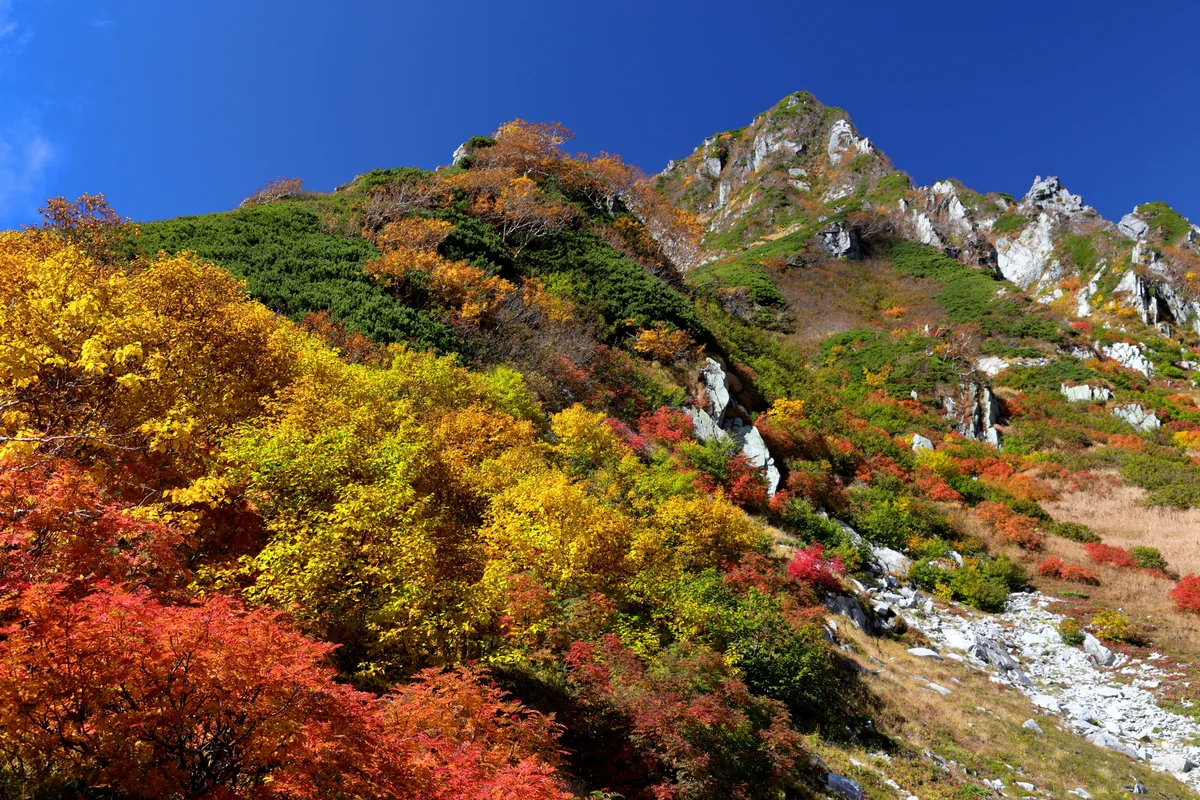 投稿写真：色づく斜面