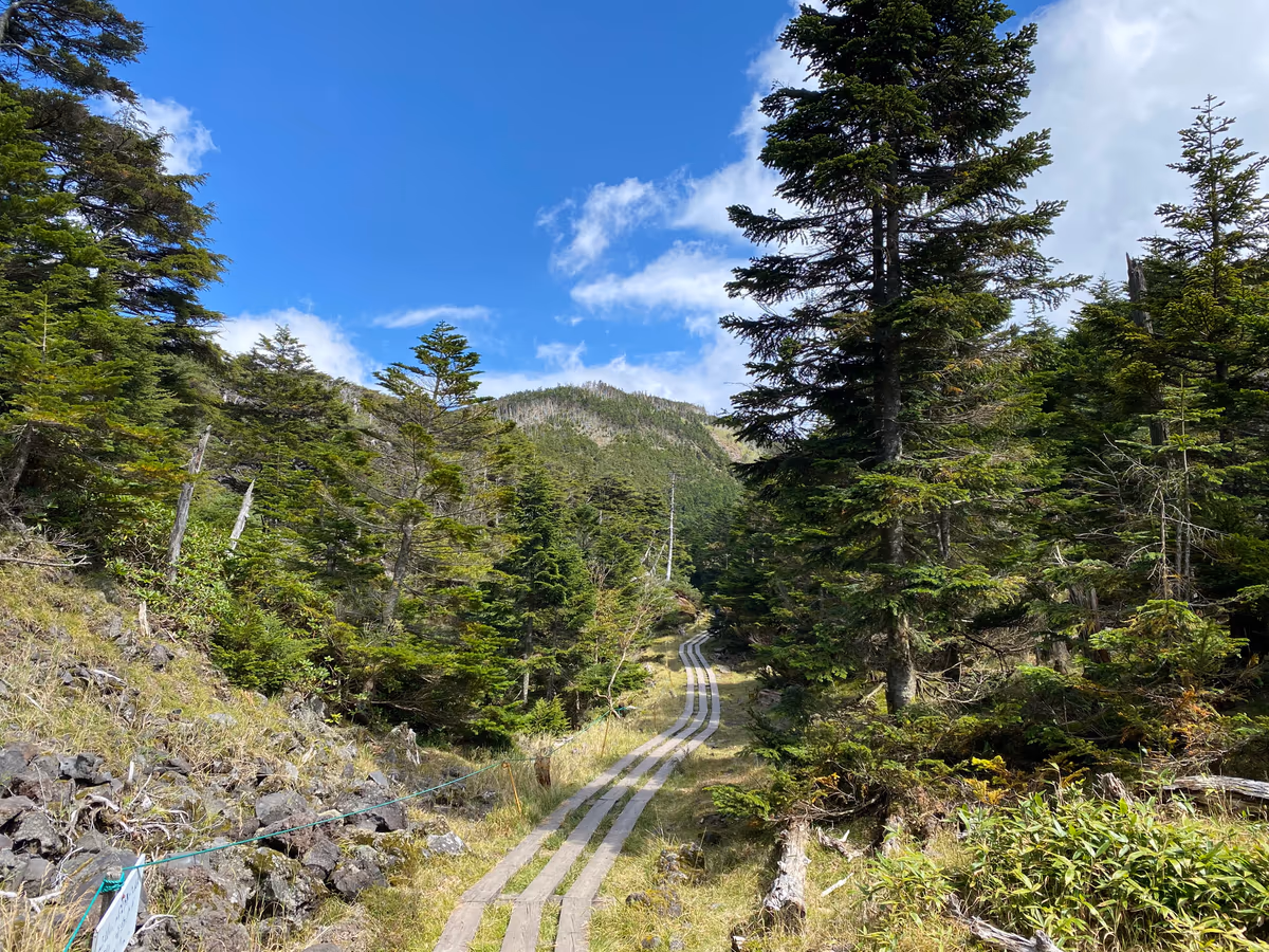 投稿写真：縞枯山への道