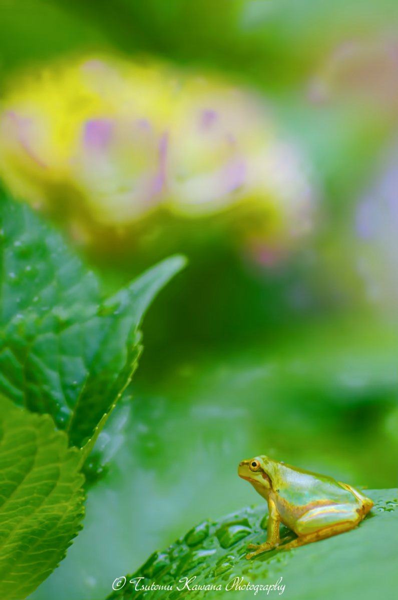 投稿写真：梅雨は紫陽花の葉上が良いケロッ♪