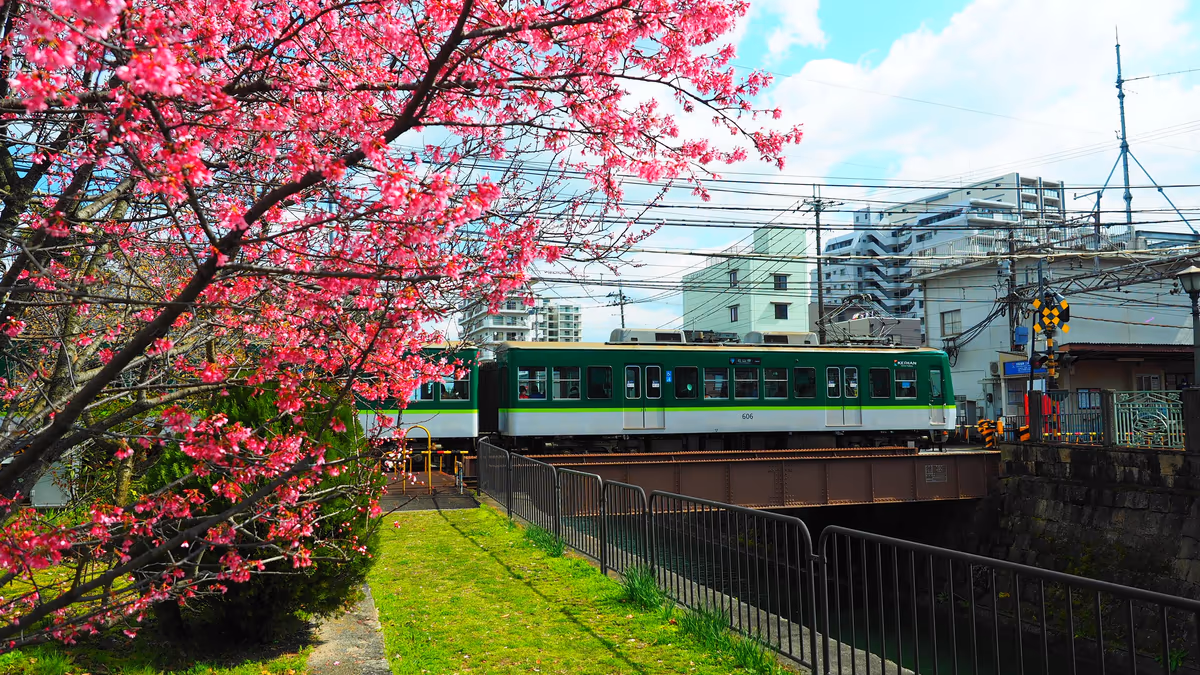 投稿写真：京阪沿線の梅