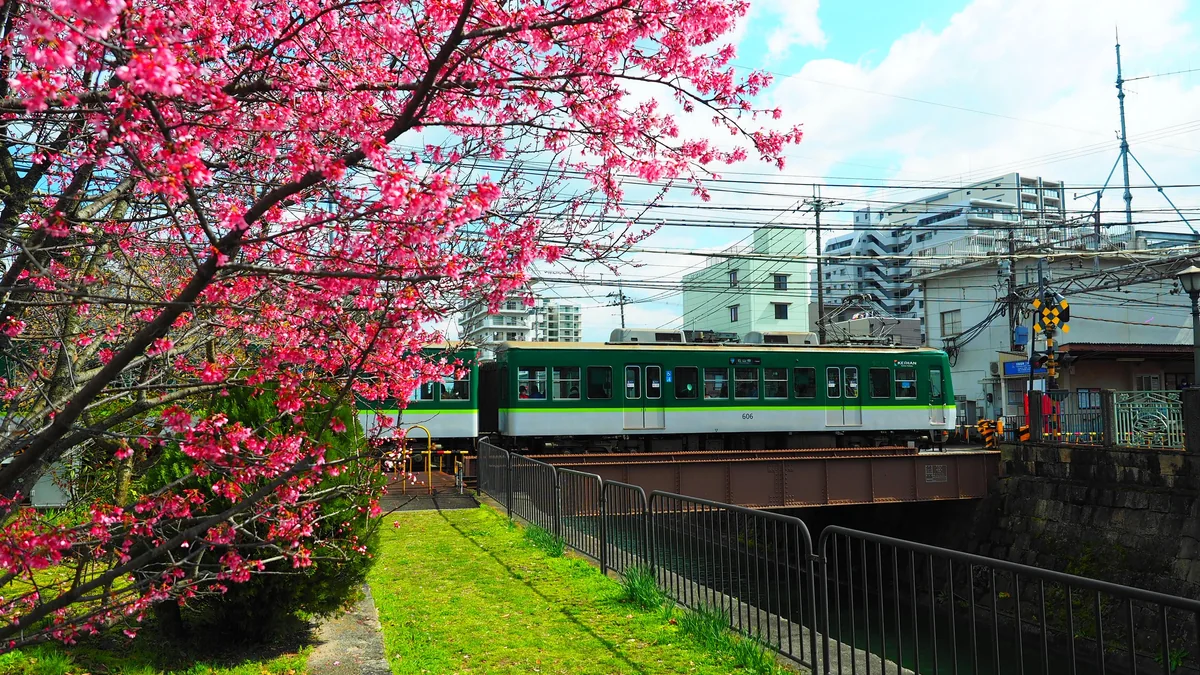 投稿写真：京阪沿線の梅