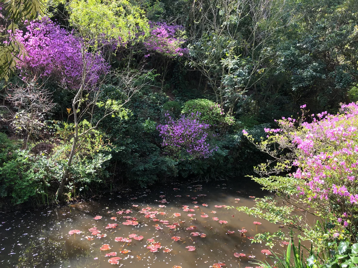 投稿写真：地中美術館のモネの池