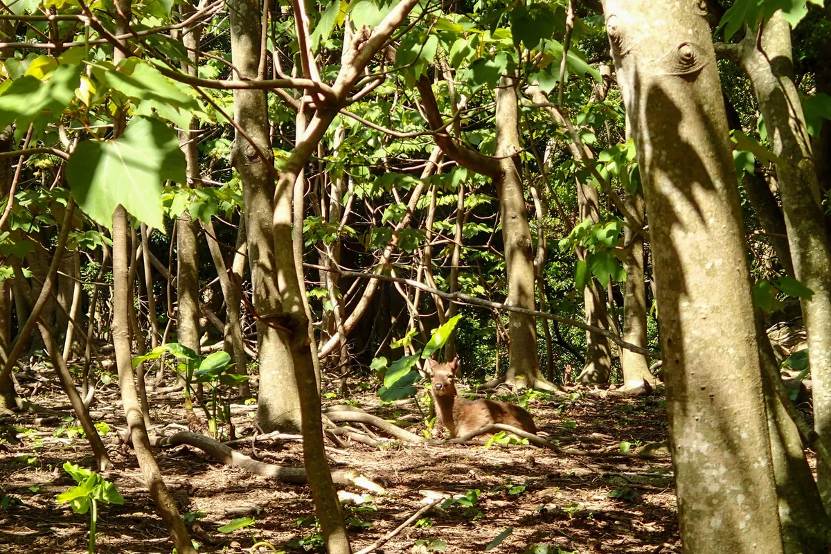 投稿写真：屋久島 西部林道川原のヤクシカ