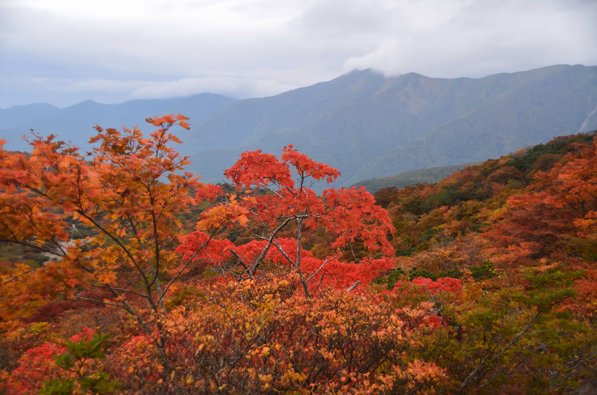 投稿写真：那須岳　紅葉
