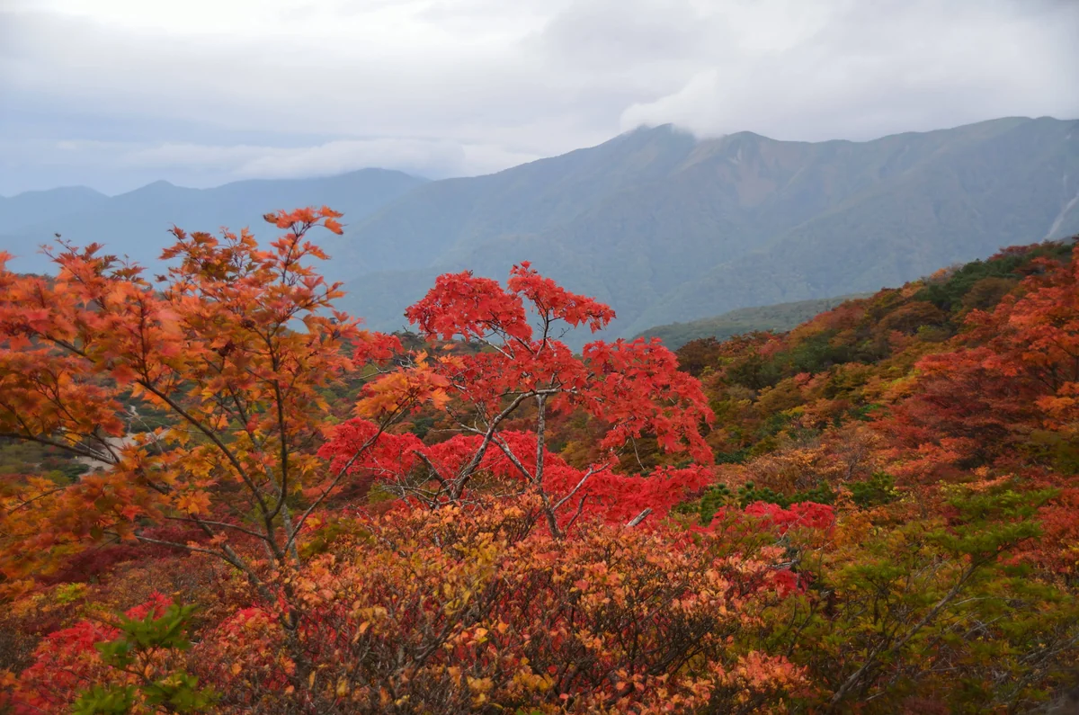 投稿写真：那須岳　紅葉