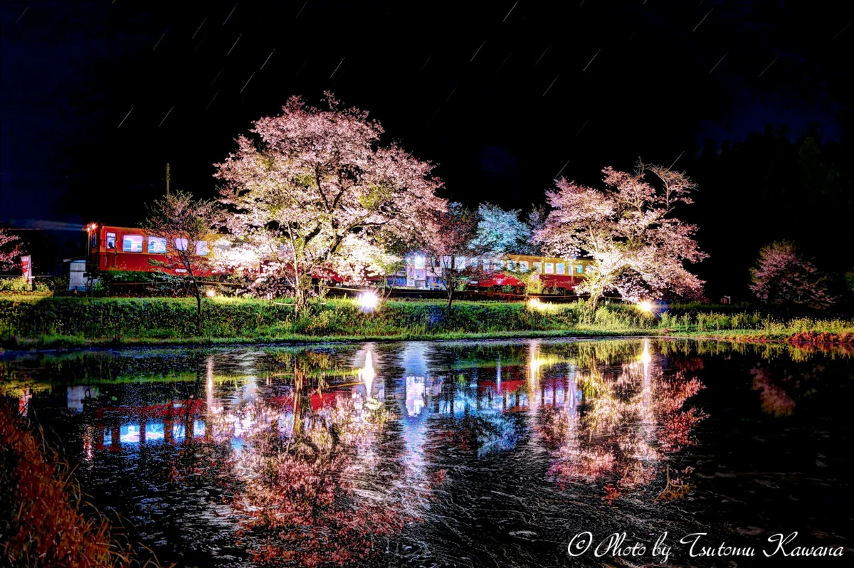 投稿写真：夜桜映える、車窓の灯に心も染めて♪