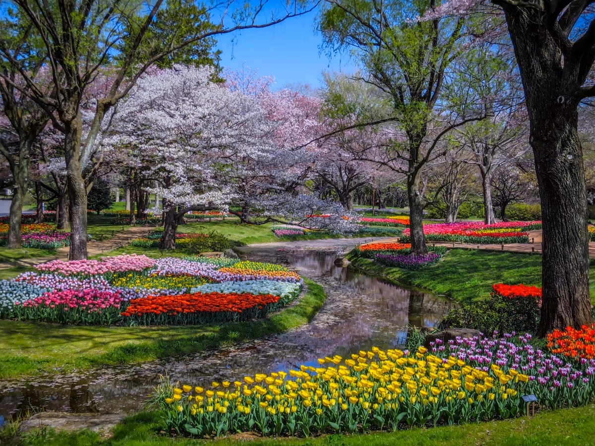 投稿写真：桜とチューリップと花筏