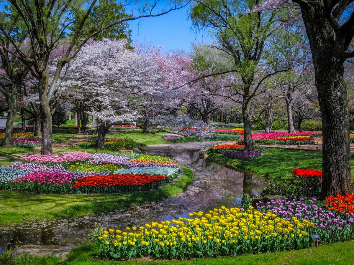 投稿写真：桜とチューリップと花筏