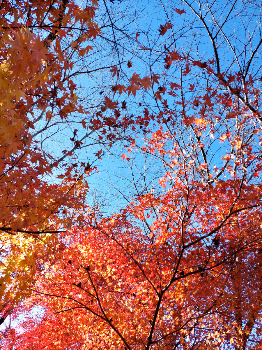 投稿写真：紅葉