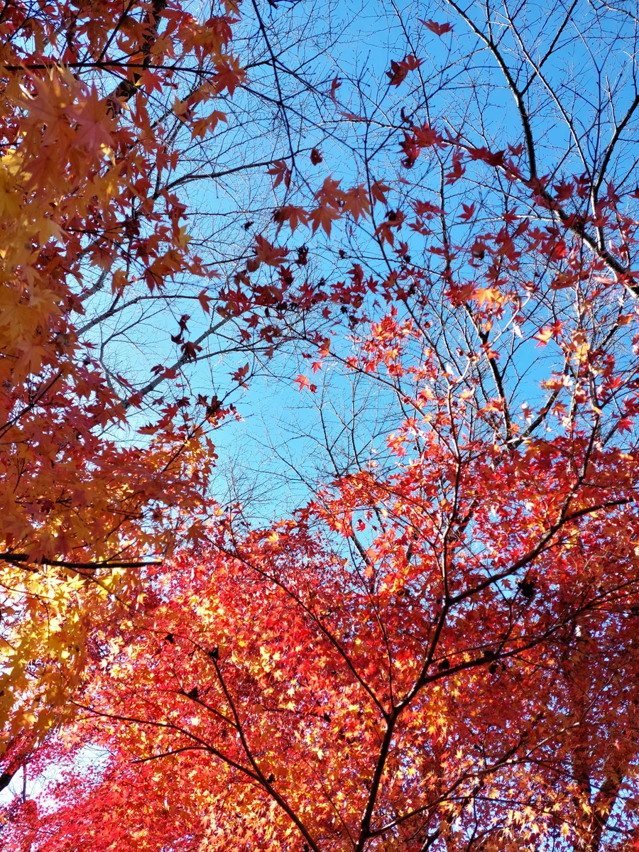 投稿写真：紅葉