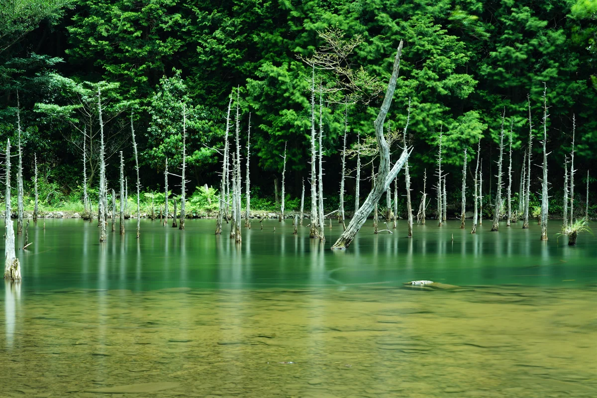 投稿写真：一の俣桜公園