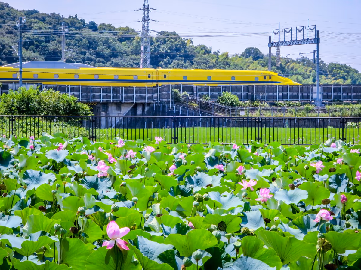 投稿写真：ドクターイエローとハス