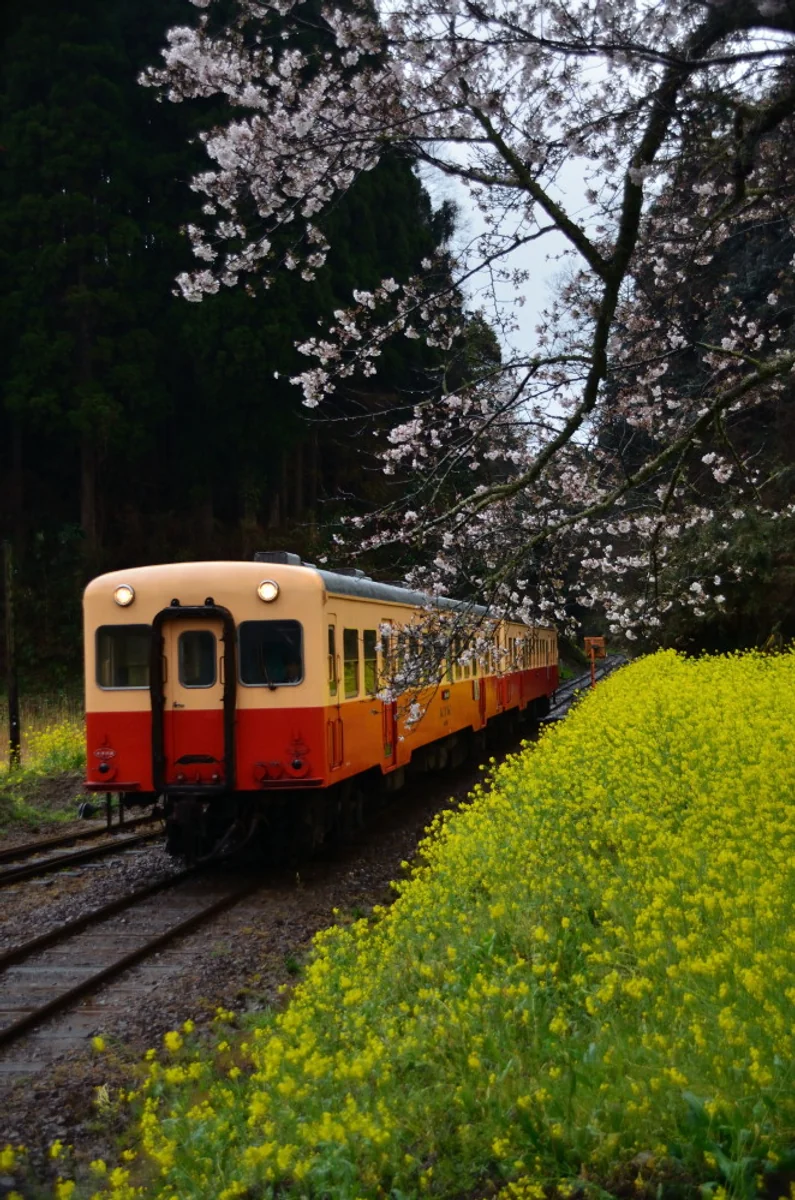 投稿写真：春は短し目覚めよ乙女