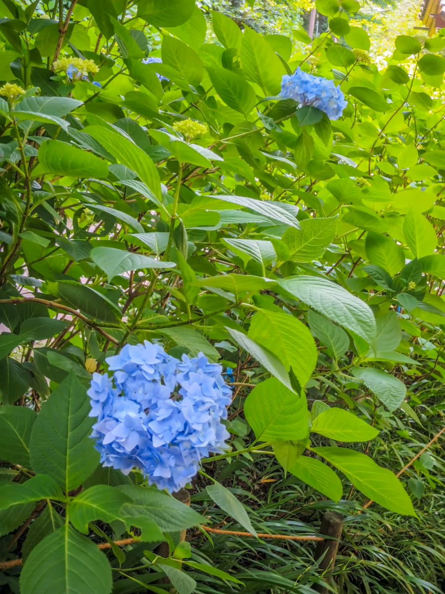 投稿写真：咲き始めたアジサイ