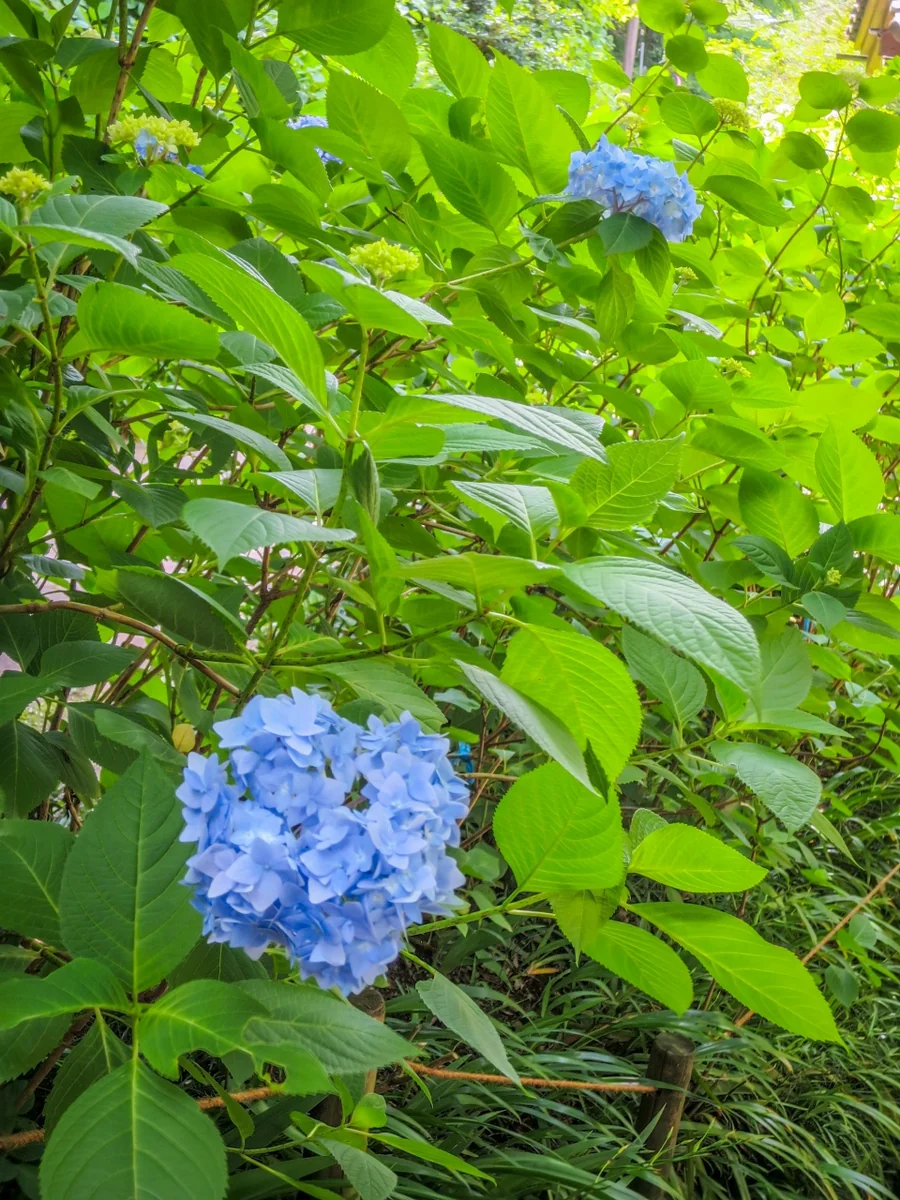 投稿写真：咲き始めたアジサイ