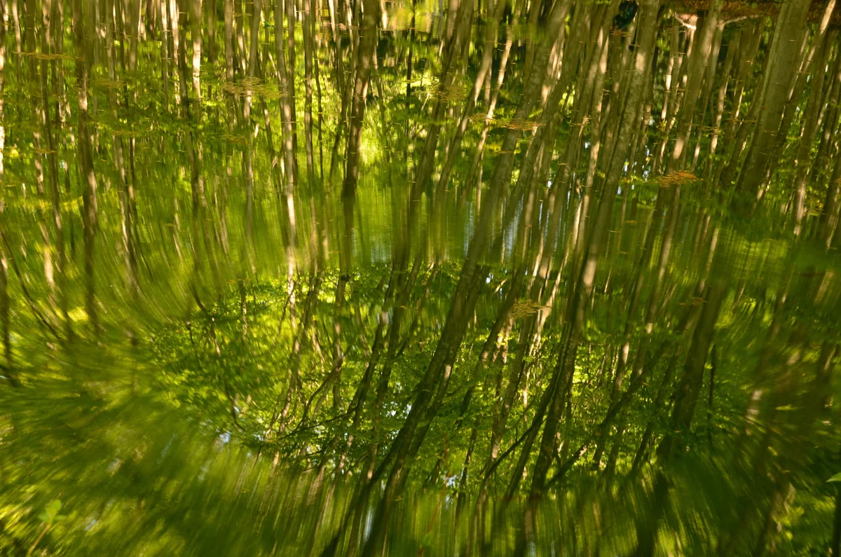 投稿写真：皐月のブナ林
