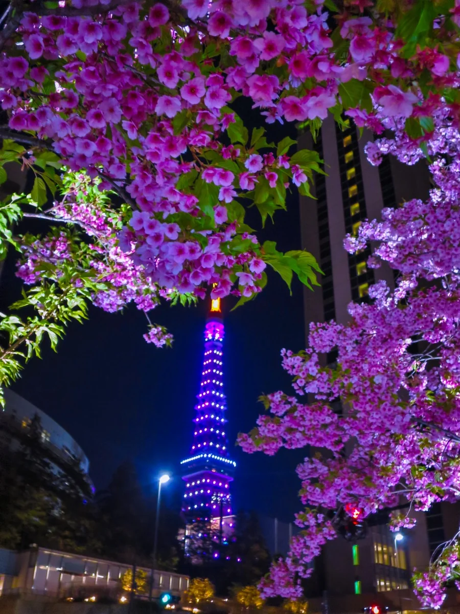投稿写真：河津桜と東京タワー