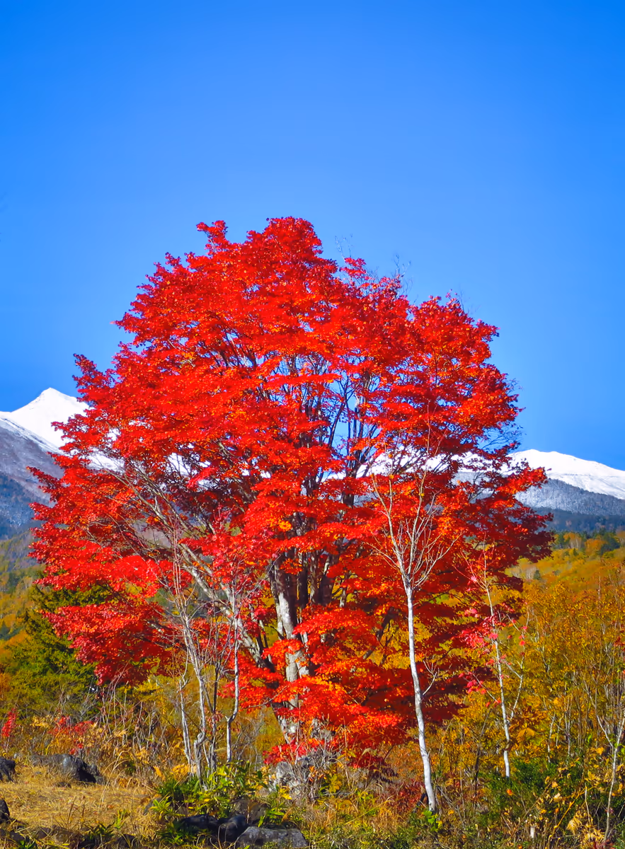 投稿写真：青空に映える大カエデの紅葉