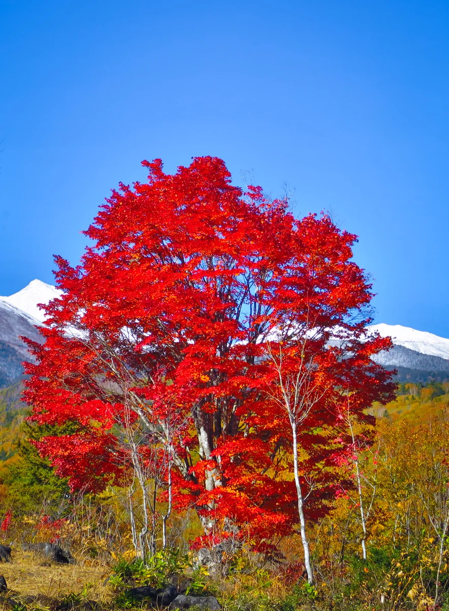 投稿写真：青空に映える大カエデの紅葉