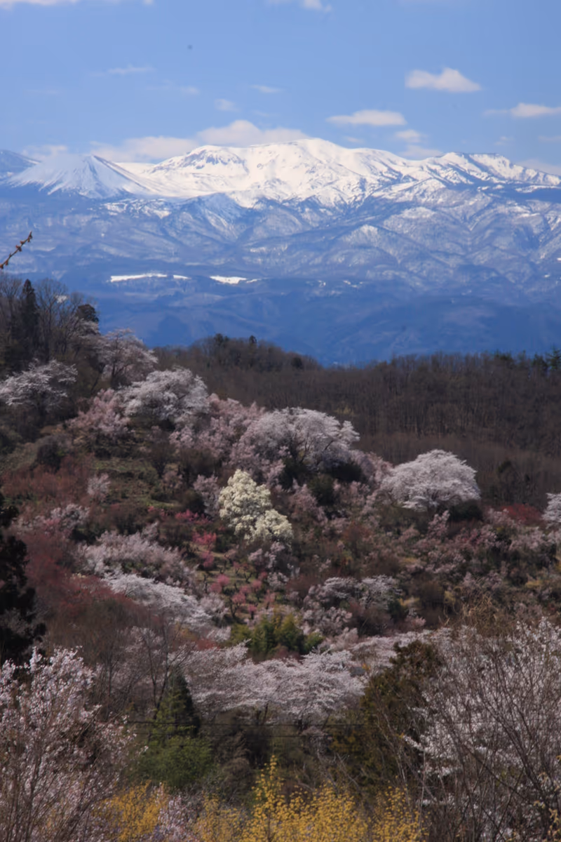 投稿写真：春爛漫