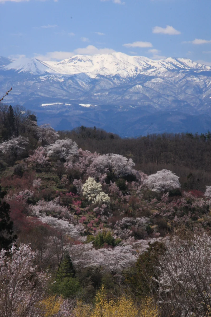 投稿写真：春爛漫